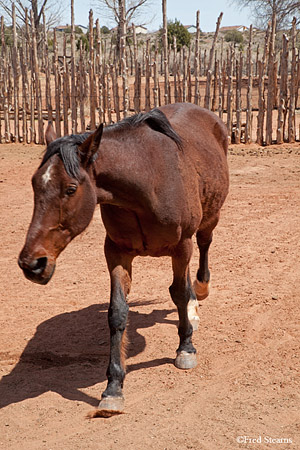 Pipe Springs National Monument Horse